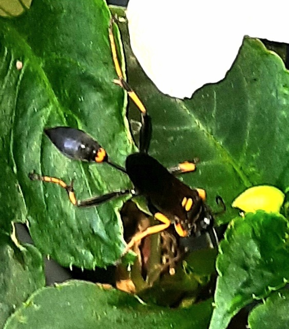Sceliphron caementarium - feketenyelű lopódarázs