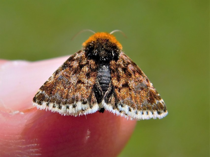 Apaustis rupicola - kakukkfű-törpebagoly Apaustis rupicola - kakukkfű-törpebagoly