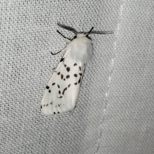 Hyphantria cunea - amerikai fehér medvelepke