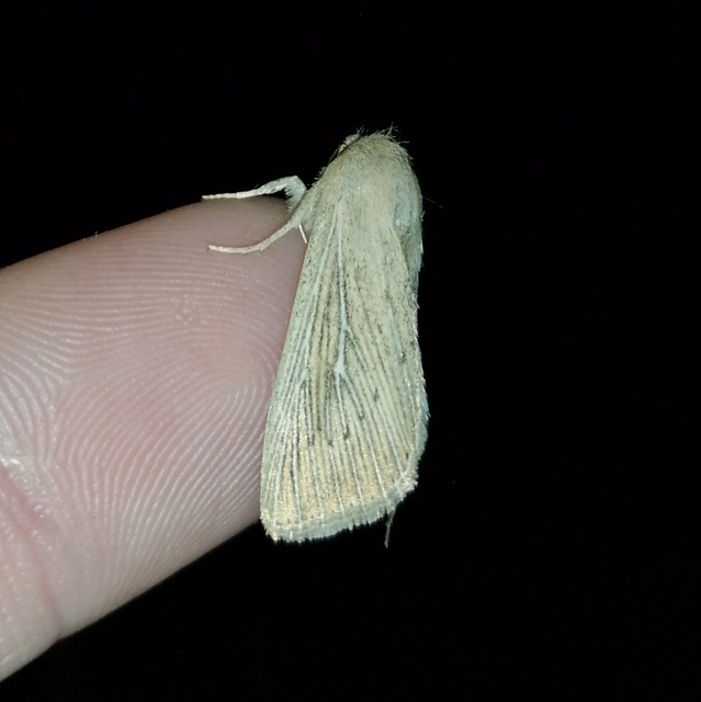Leucania obsoleta - pontozott rétibagoly