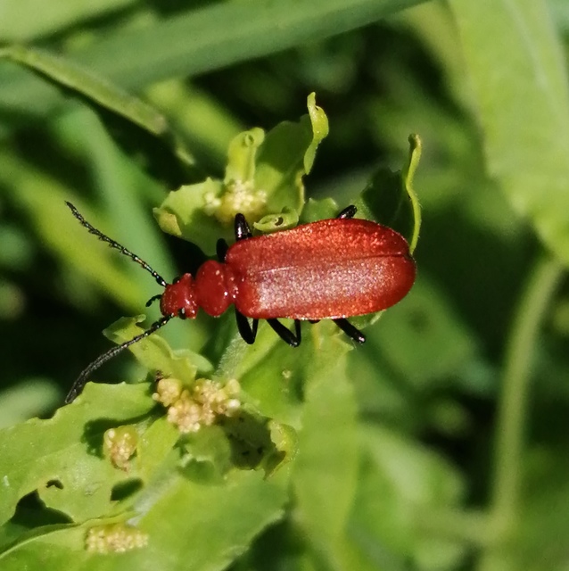 Pyrochroa serraticornis - közép-bíborbogár