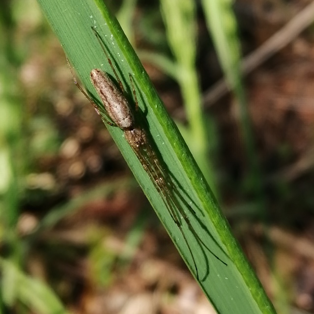 Tetragnatha
