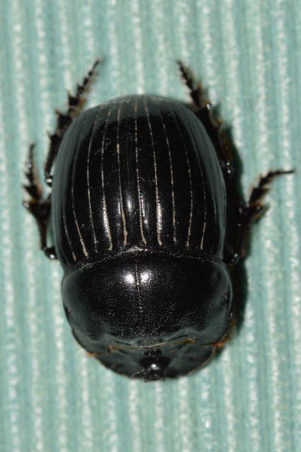 Copris lunaris - közönséges holdszarvú-ganéjtúró