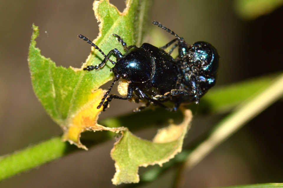 Chrysochus asclepiadeus - tündöklő méreggyiloklevelész