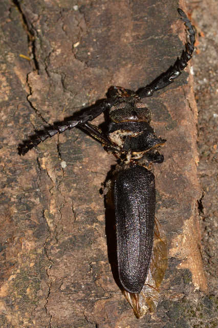 Prionus coriarius - csőszcincér