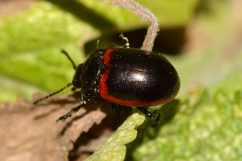 Chrysolina limbata - keretes levélbogár