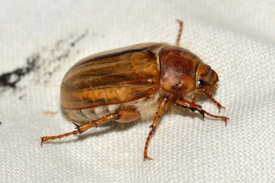Amphimallon solstitiale - bordás sárgacserebogár