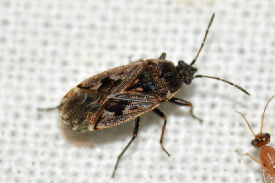 Sphragisticus nebulosus - foltos bodobács