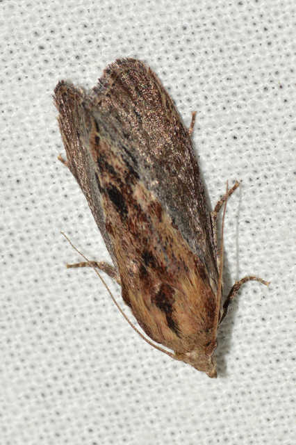 Galleria mellonella - nagy viaszmoly
