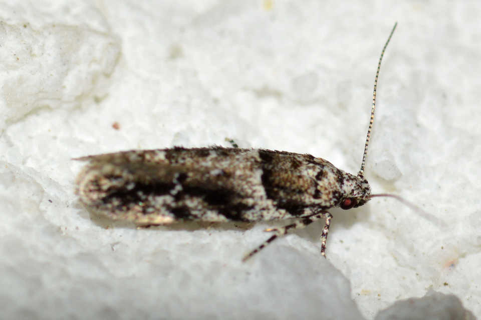 Recurvaria nanella - kis vörös-rügysodrómoly