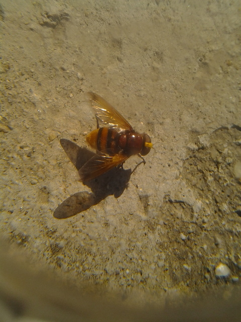 Volucella zonaria - kétöves pihelégy