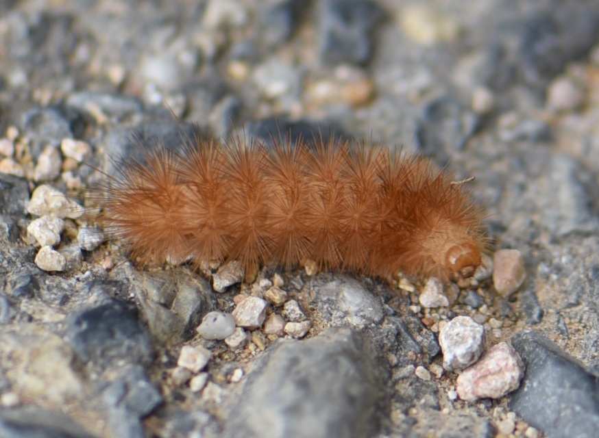 Diaphora mendica - felemás medvelepke