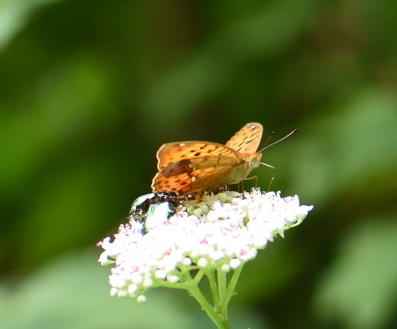 Argynnis laodice - keleti gyöngyházlepke