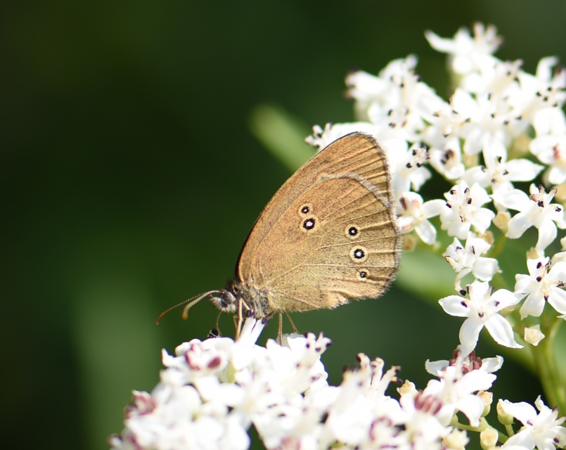 Aphantopus hyperanthus - közönséges ökörszemlepke