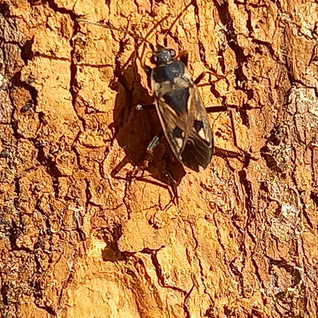 Rhyparochromus vulgaris - közönséges díszesbodobács