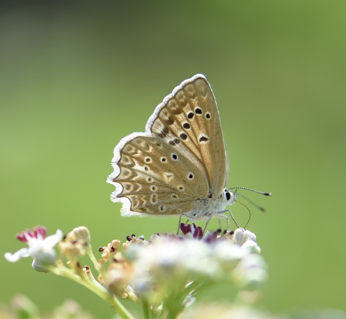 Polyommatus daphnis - csipkés boglárka