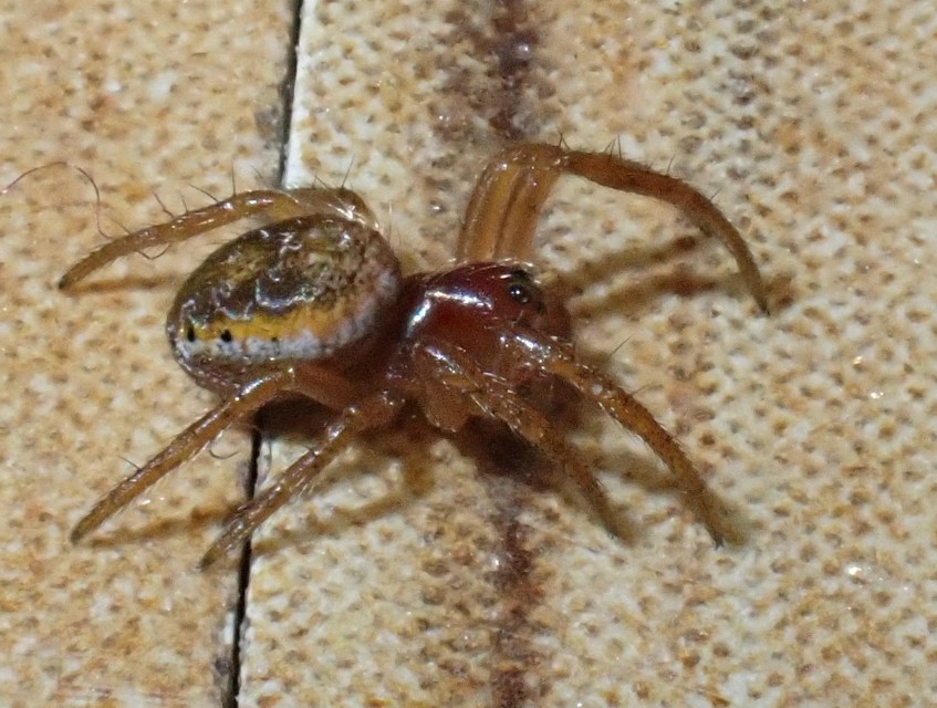 Araniella