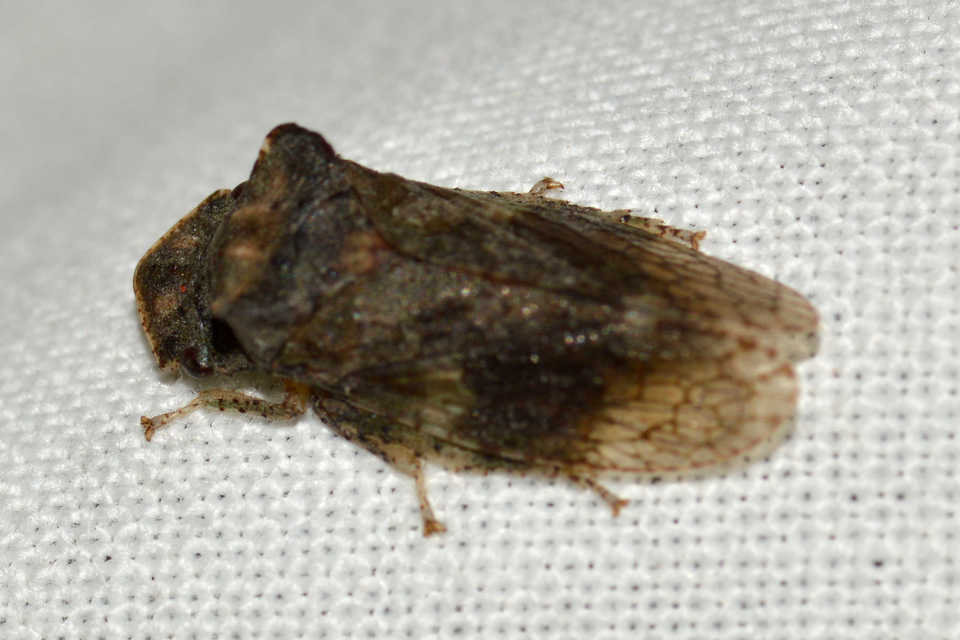 Ledra aurita - füleskabóca