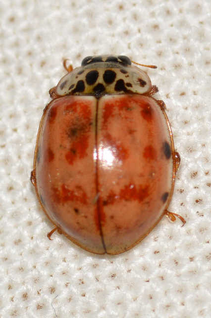 Harmonia quadripunctata - négypettyes katica