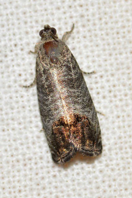Cydia pomonella - almamoly
