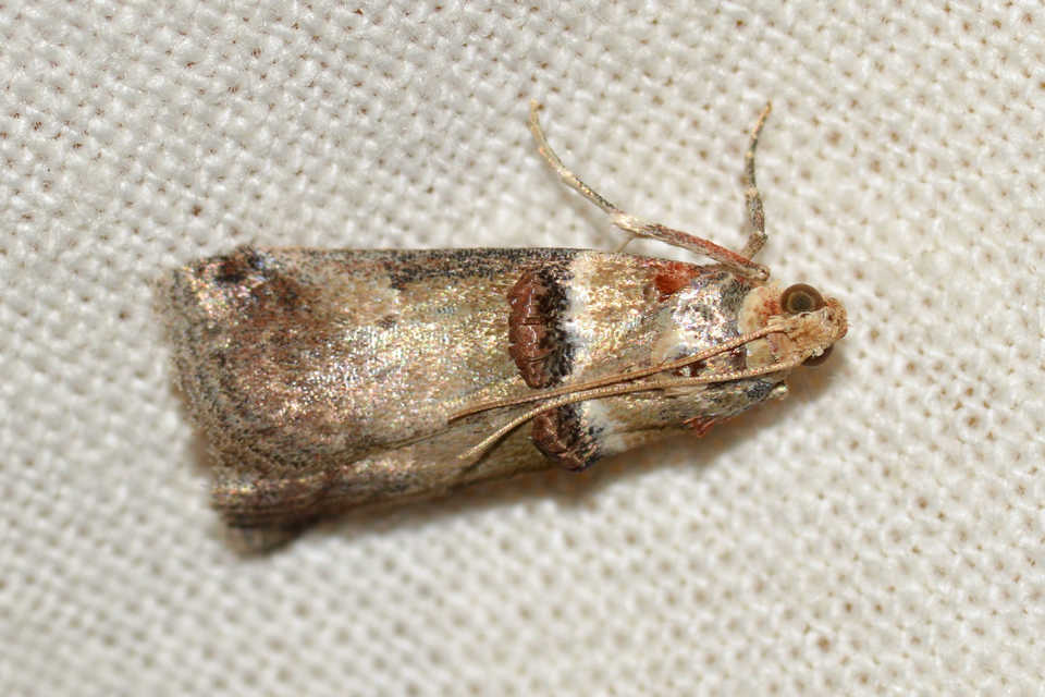 Acrobasis tumidana - bordás karcsúmoly