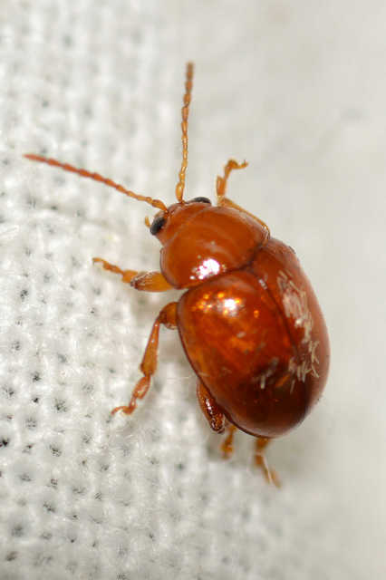 Sphaeroderma