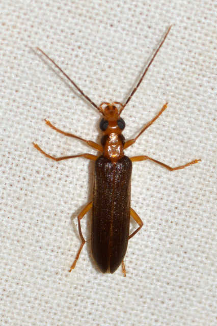 Nacerdes carniolica - karnóliai álcincér