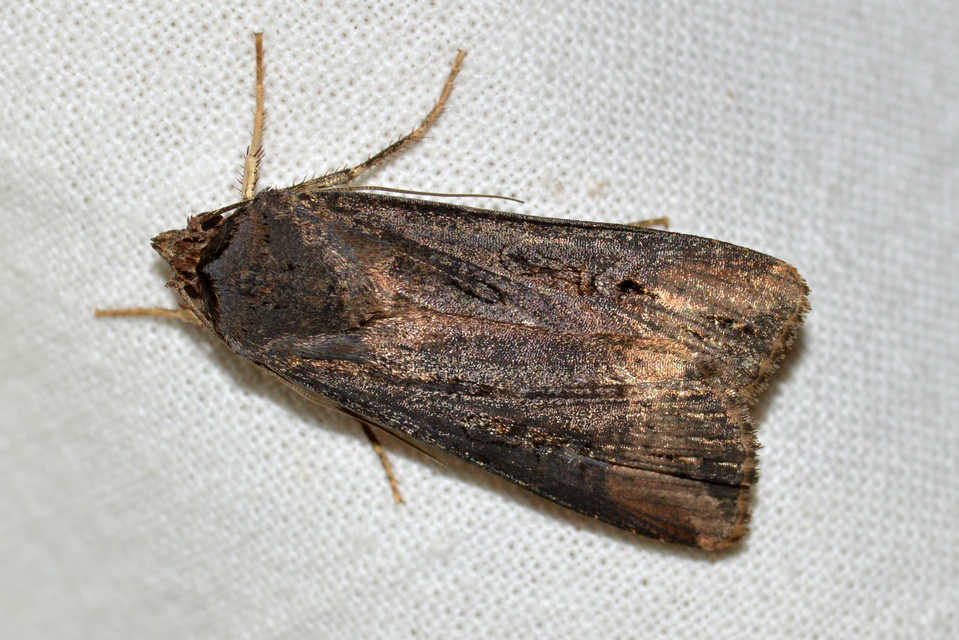 Agrotis ipsilon - nagy földibagoly