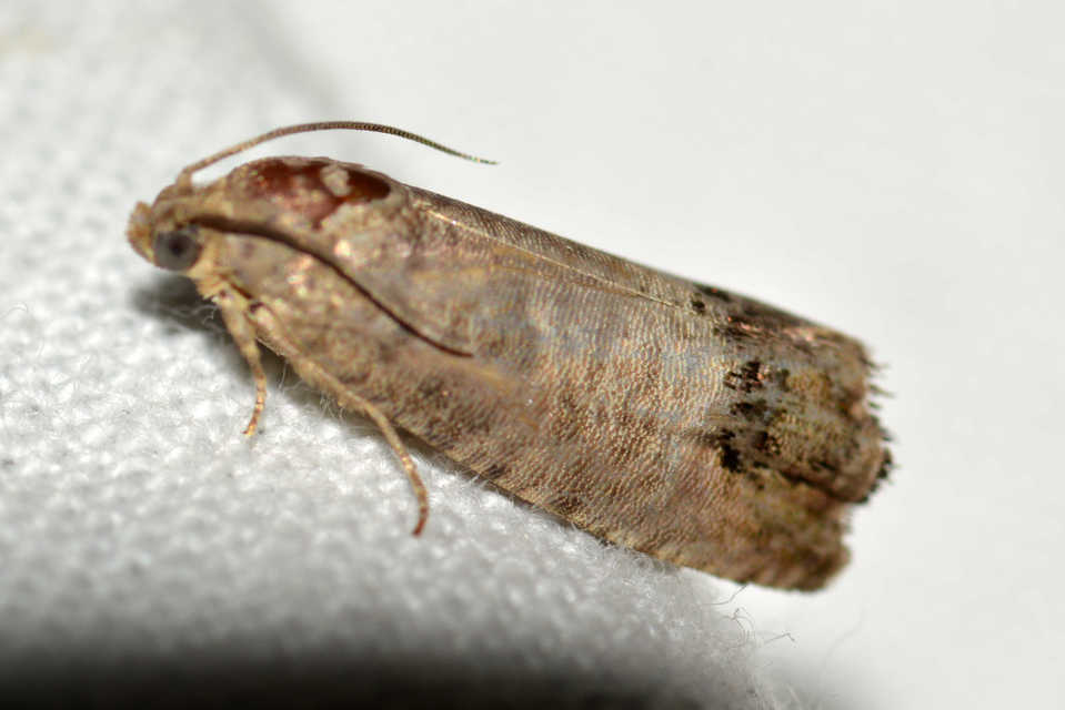 Cydia pomonella - almamoly