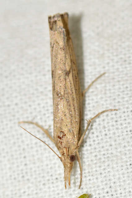 Pediasia contaminella - mocskos fűgyökérmoly