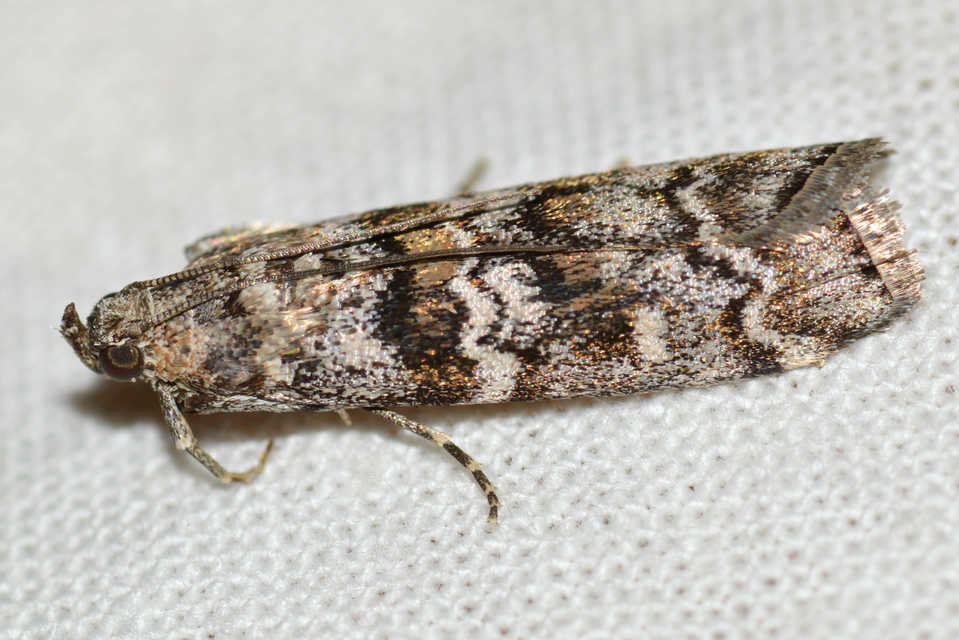 Dioryctria