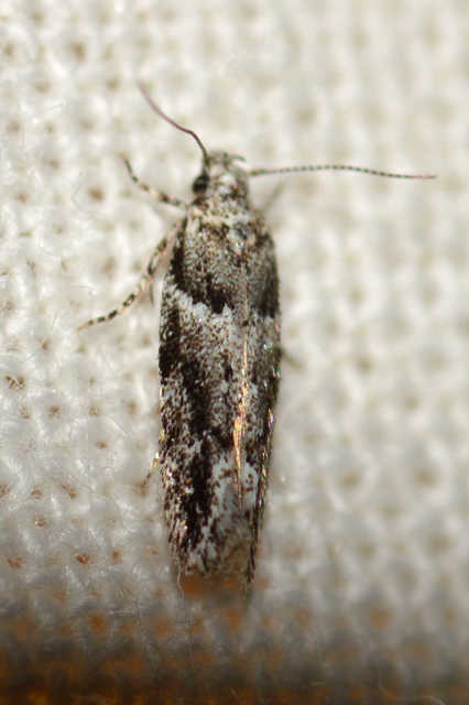 Recurvaria nanella - kis vörös-rügysodrómoly