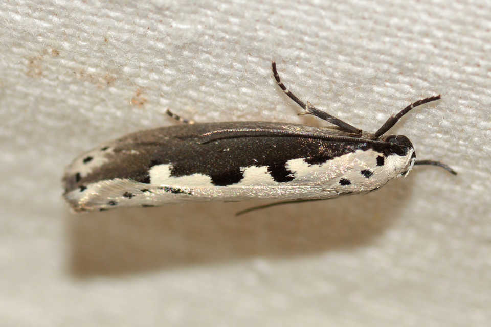 Ethmia bipunctella - kétpettyes feketemoly