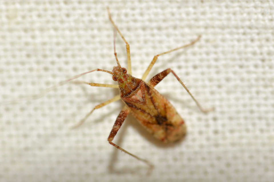 Phytocoris