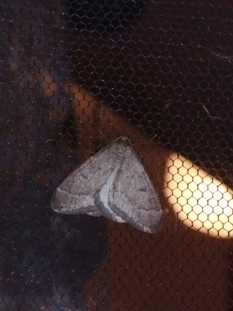 Theria rupicapraria - tavaszi kökényaraszoló