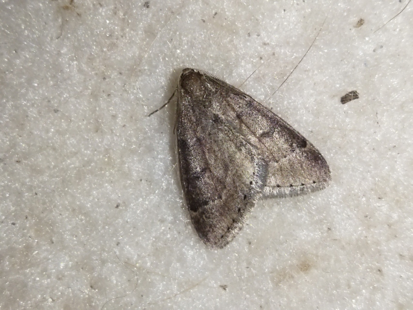 Theria rupicapraria - tavaszi kökényaraszoló