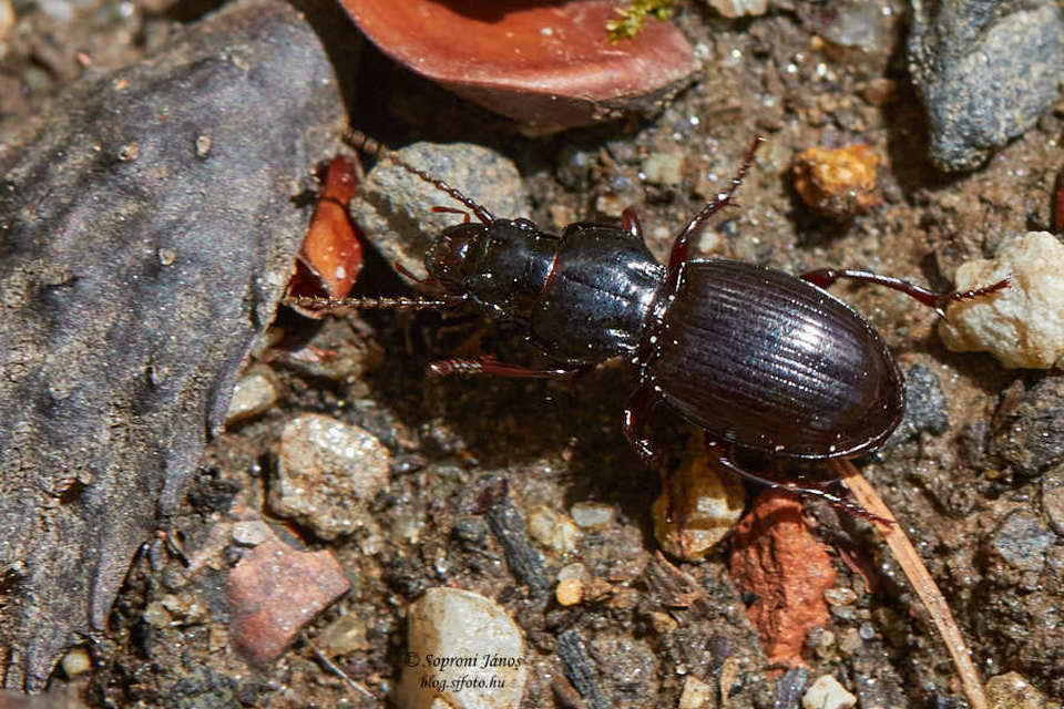 Molops piceus - közönséges zömökfutó Molops piceus - közönséges zömökfutó