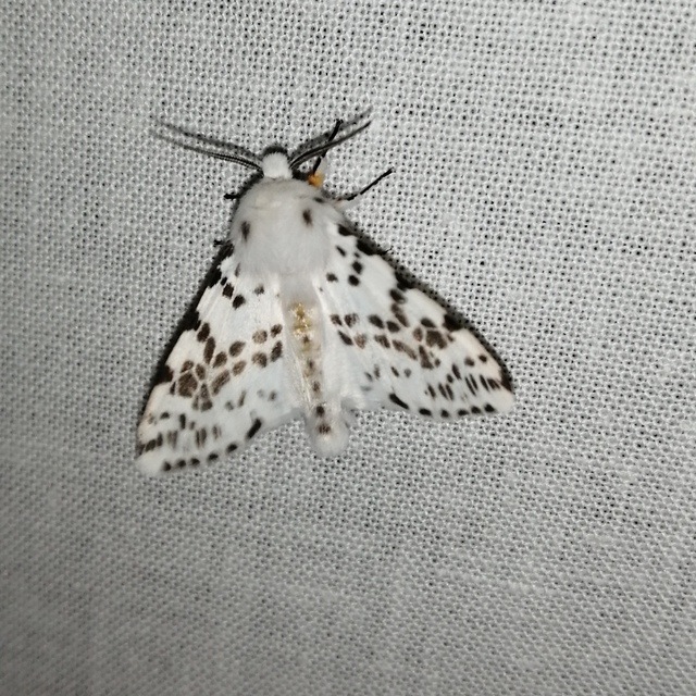 Hyphantria cunea - amerikai fehér medvelepke