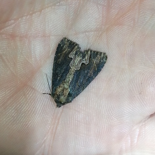 Dypterygia scabriuscula - szurokbarna nyáribagoly