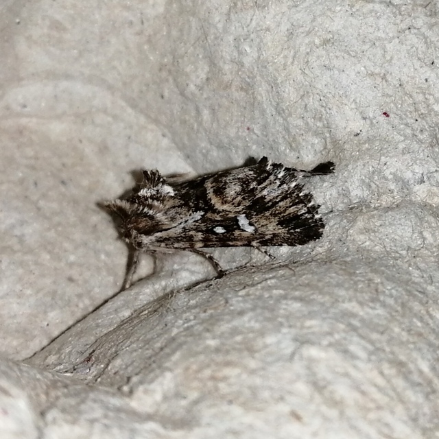 Calophasia lunula - gyújtoványfű-apróbagoly