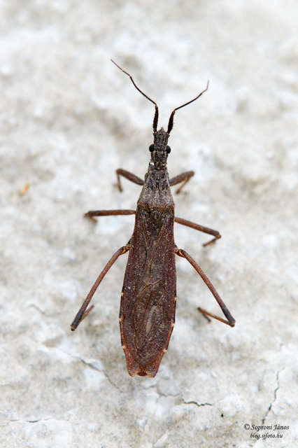 Heteroptera - Poloskák