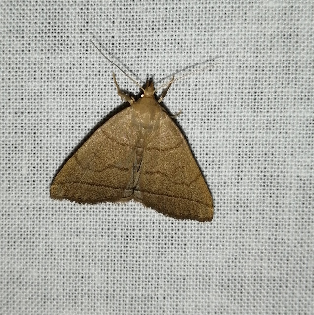 Treitschkendia tarsipennalis - tollaslábú karcsúbagoly