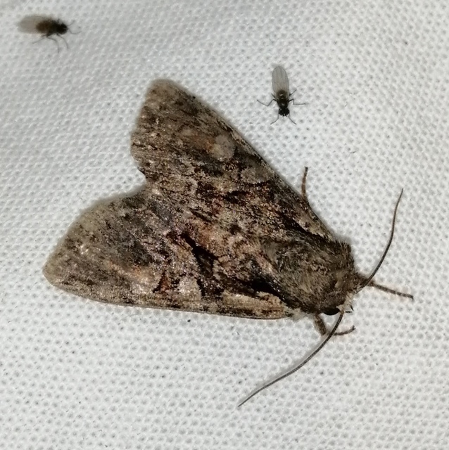 Lacanobia thalassina - borbolya-kertibagoly
