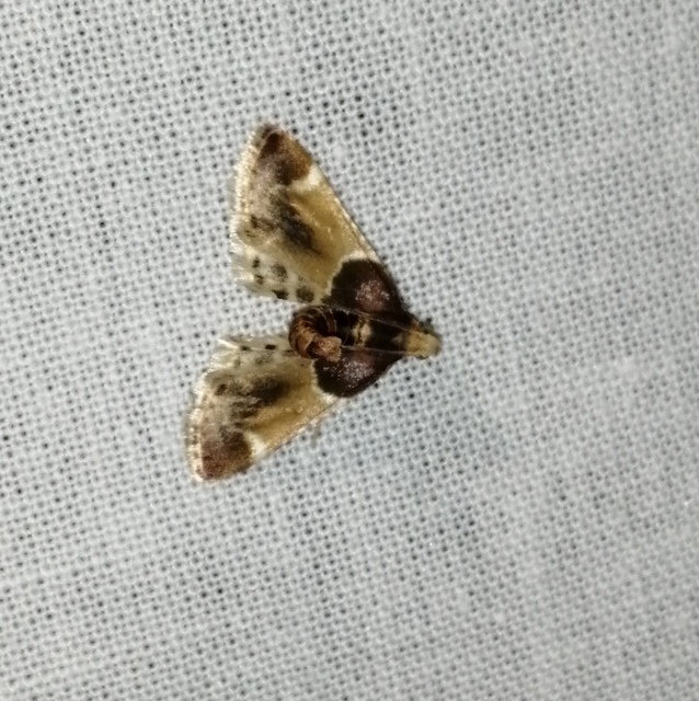 Pyralis farinalis - lisztilonca