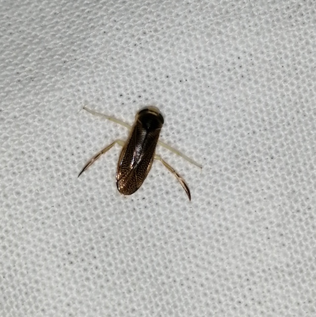 Corixidae - búvárpoloskák Corixidae - búvárpoloskák