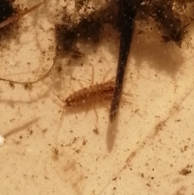Asellus aquaticus - közönséges víziászka