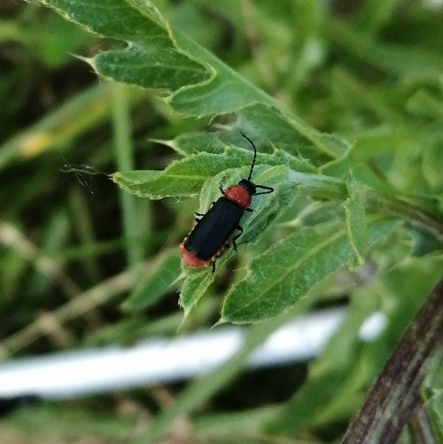 Crudosilis ruficollis - parti lágybogár