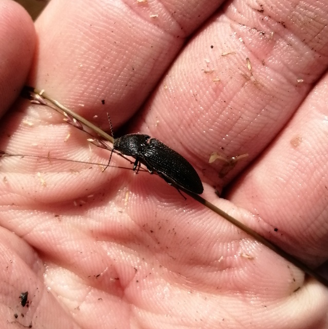 Melanotus punctolineatus - sávos gyászpattanó