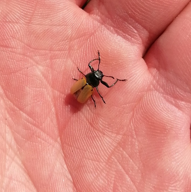 Labidostomis