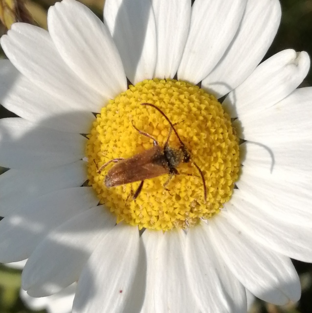 Pseudovadonia livida - barnás virágcincér